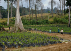 Experts to hold dialogue in Kalimantan to bridge forestry, agriculture sectors