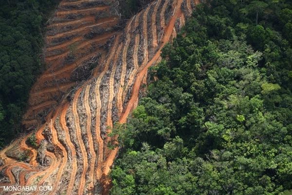 Zero net deforestation is the wrong target, warn experts