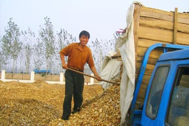 Southeast Asia set for biomass boom