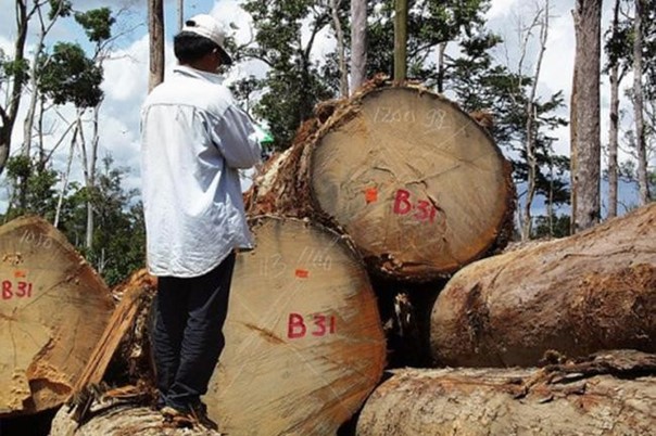 The multi-million dollar question: Is forest certification working?