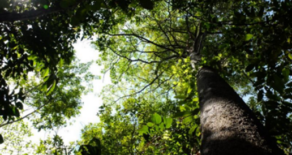 Daemeter, Proforest organise another RSPO-endorsed Lead Auditor training