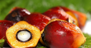 Market demands focus on deforestation, how does RSPO respond?