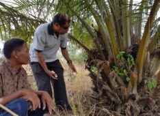Oil palm smallholder survey & capacity building