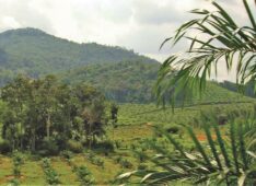 Jurisdictional Approaches to Reducing Palm Oil Driven Deforestation in Indonesia