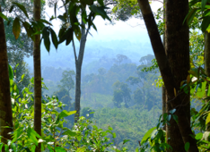 HCV and HCS assessments on Cargill’s new plantations in West Kalimantan, Indonesia