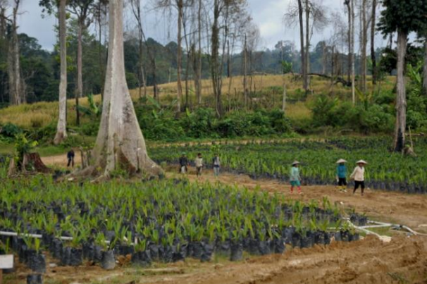 Rewarding reform: How innovative practices are greening Indonesia’s palm oil sector