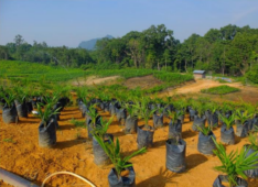 A comparison of leading palm oil certification standards applied in Indonesia