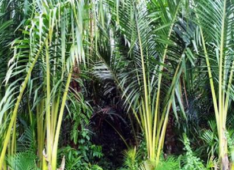 Achieving palm oil sustainability: a challenge for Indonesia and the world
