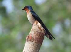 Improve Carbon Credit Reliability Through Advanced Technology