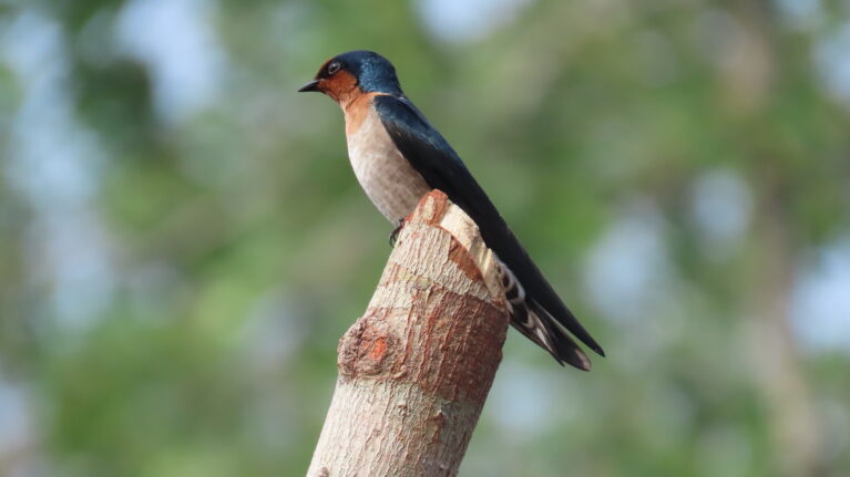 Improve Carbon Credit Reliability Through Advanced Technology